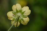 Common cinquefoil